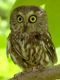 Artist Bateman – Saw-Whet Owl