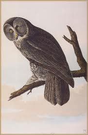 Audubon Great Grey Owl