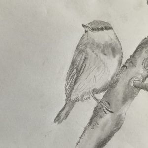 Bird in Winter Drawing Project