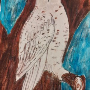 Snowy Owl Drawing Project
