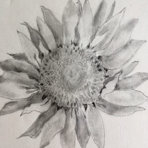 Sunflower Drawing Project