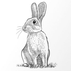 Rabbit Drawing Project