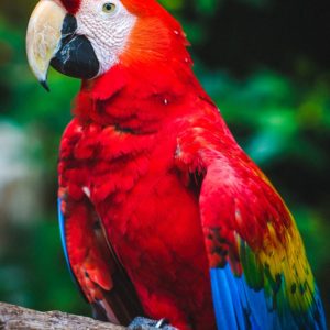 Parrot Watercolor Project