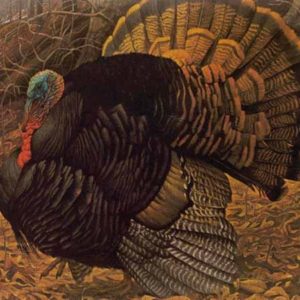 Turkey Drawing Project